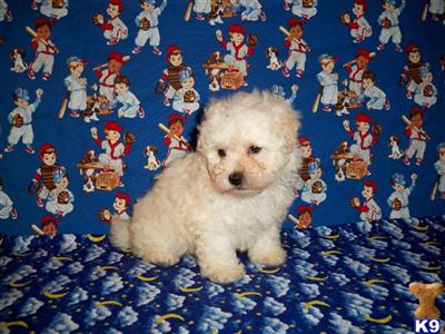 Puppies in LA